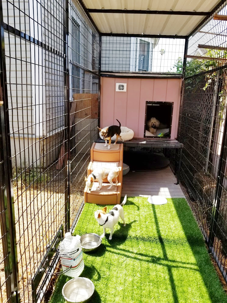 Keeping Pets Safe During Construction Victorian By The Bay