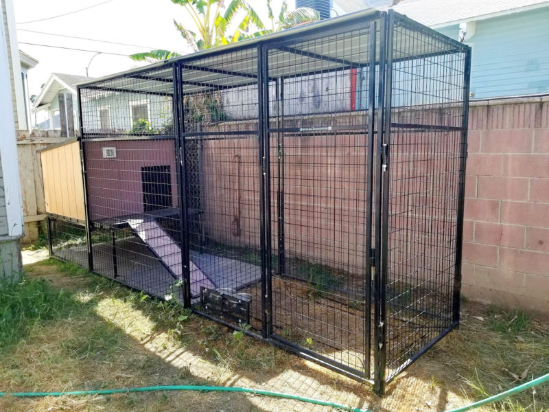 Keeping Pets Safe During Construction Victorian By The Bay