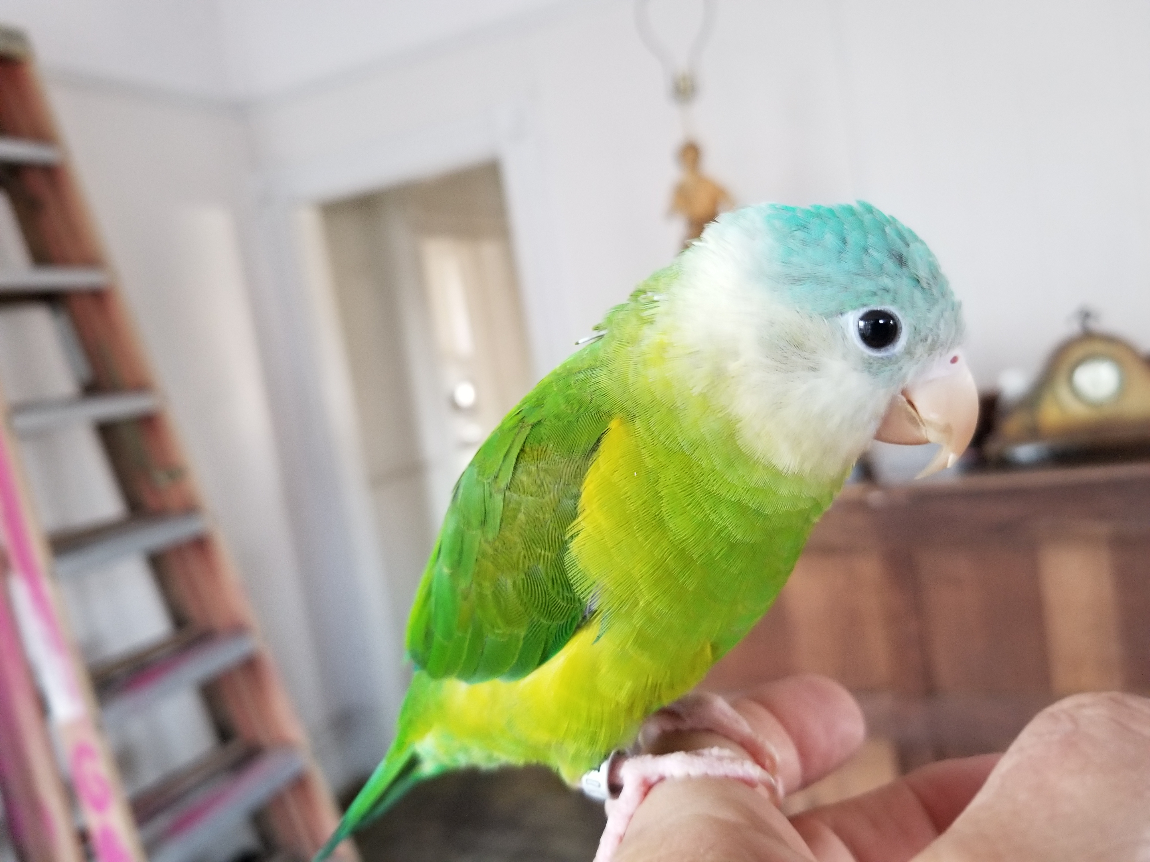 Grey cheeked discount parakeet for sale